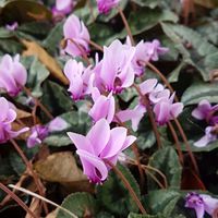 Cyclamen hederifolium hederifolium f. albiflorum